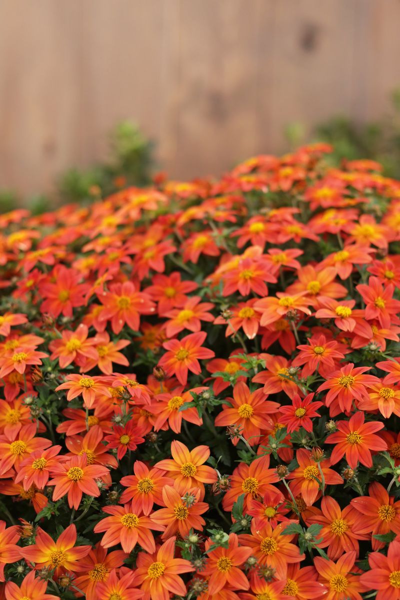 Bidens (Campfire Flame Bidens)