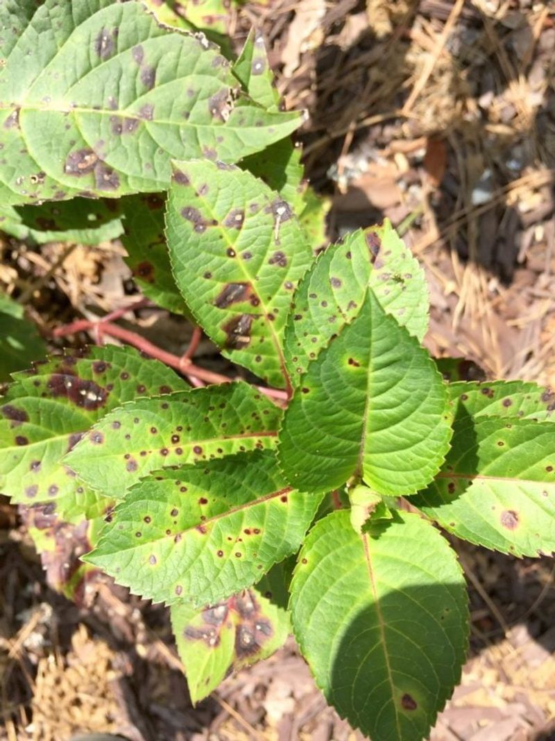 Deadheading and leaf cleanup are different jobs