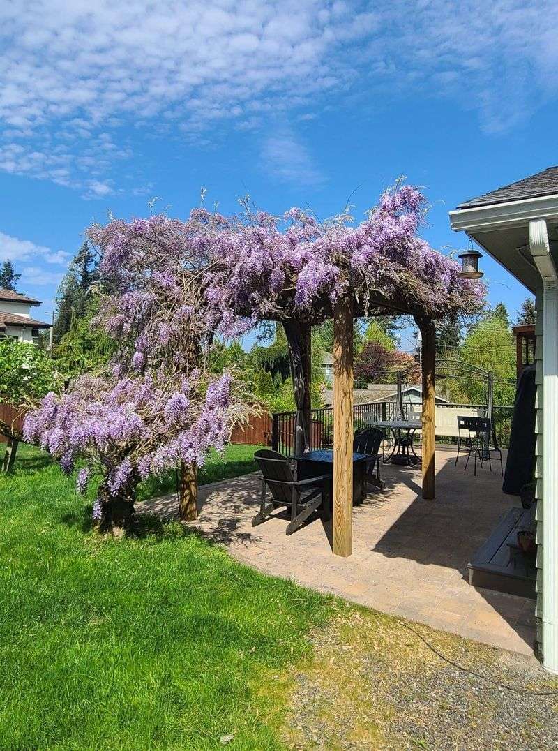 A sunny, sturdy pergola must carry its mature growth