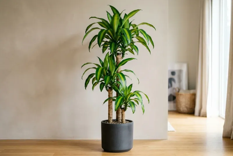Dracaena