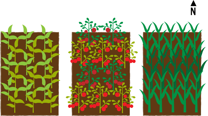 Planting in the Same Spot Every Year