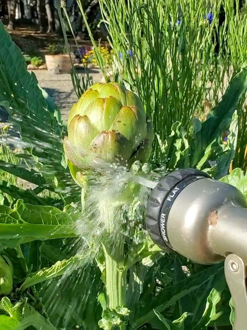 For aphids, start with water and choose pesticides by label