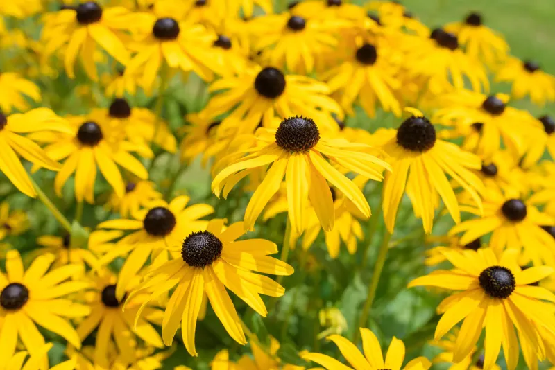 Black-eyed Susan (Rudbeckia fulgida)