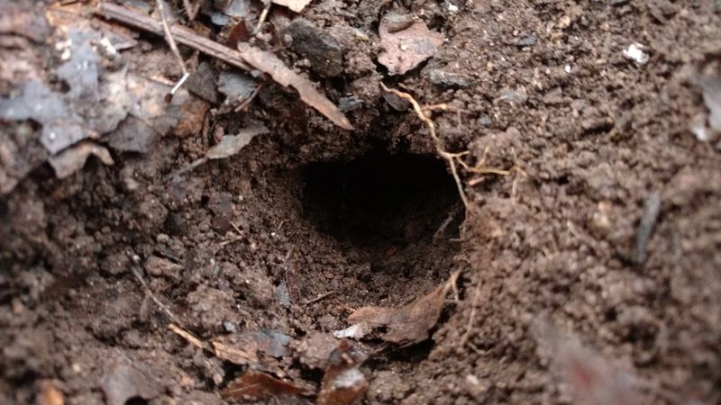 Pine voles may build a hidden road network beneath the bed
