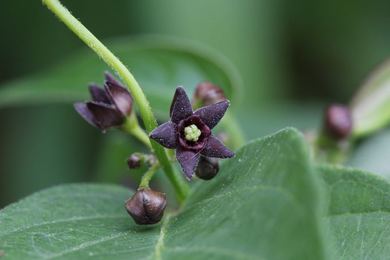 Black Swallow-wort (Cynanchum louiseae)