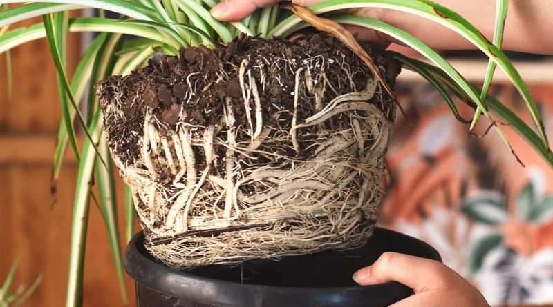 Repot if Root-Bound