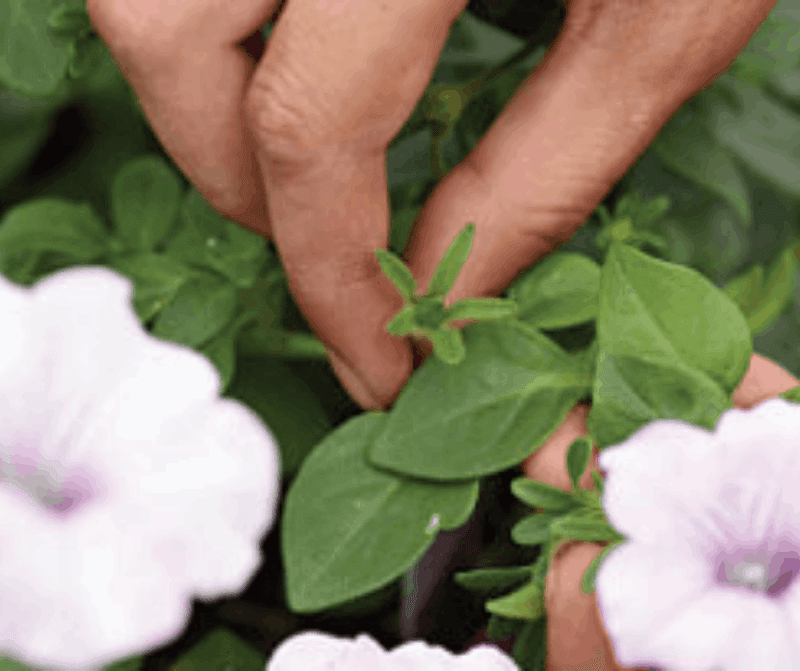 Which petunias benefit most from complete deadheading?
