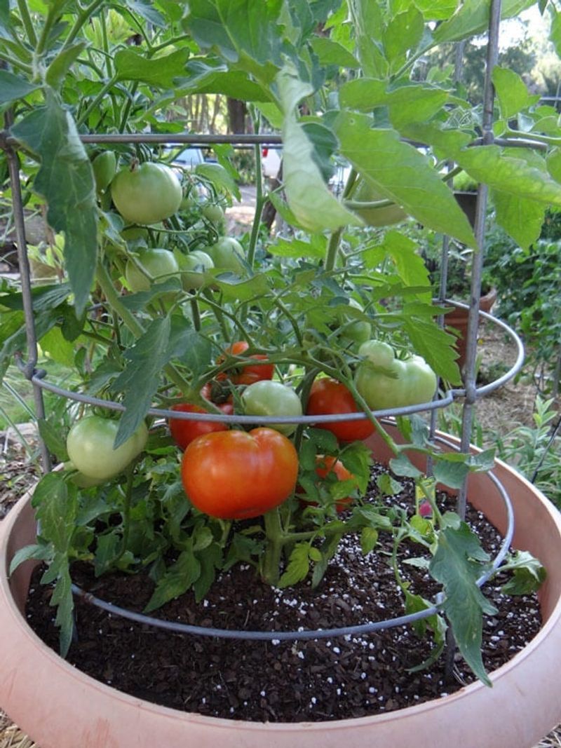 Plan the next crop around your North Carolina region