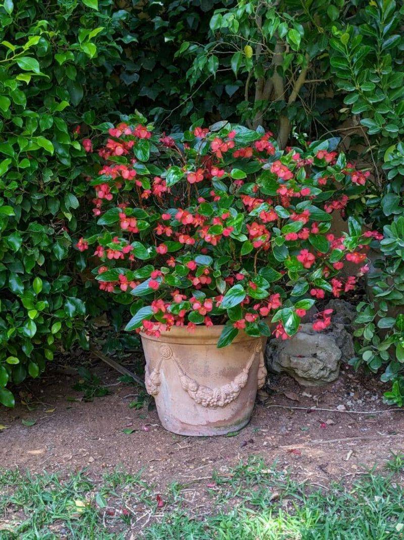 Begonias