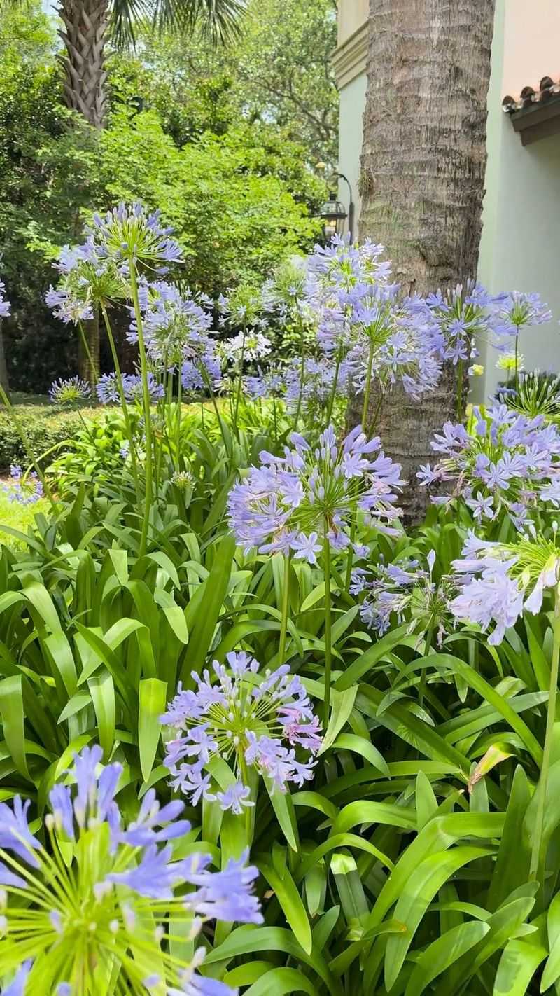 Why agapanthus stands out in a North Carolina summer garden