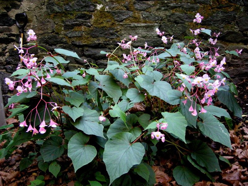Hardy Begonia