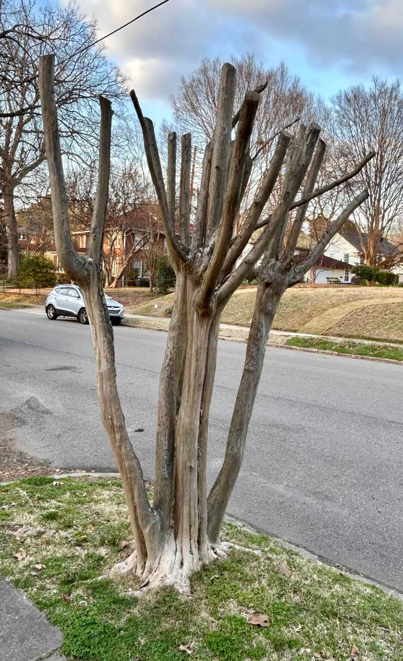 Topping and late fertilizer create the wrong rescue