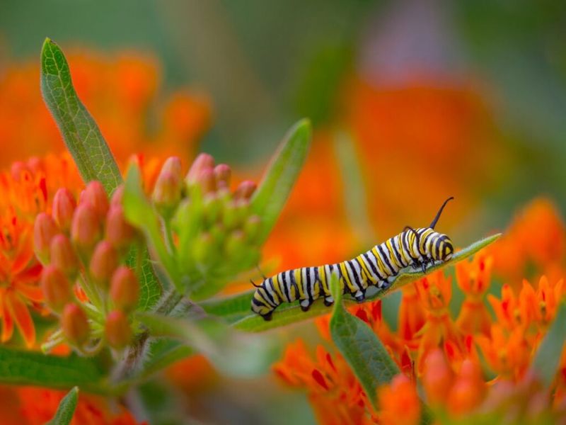 Milkweed