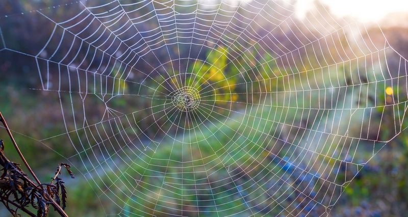 Spider Webs