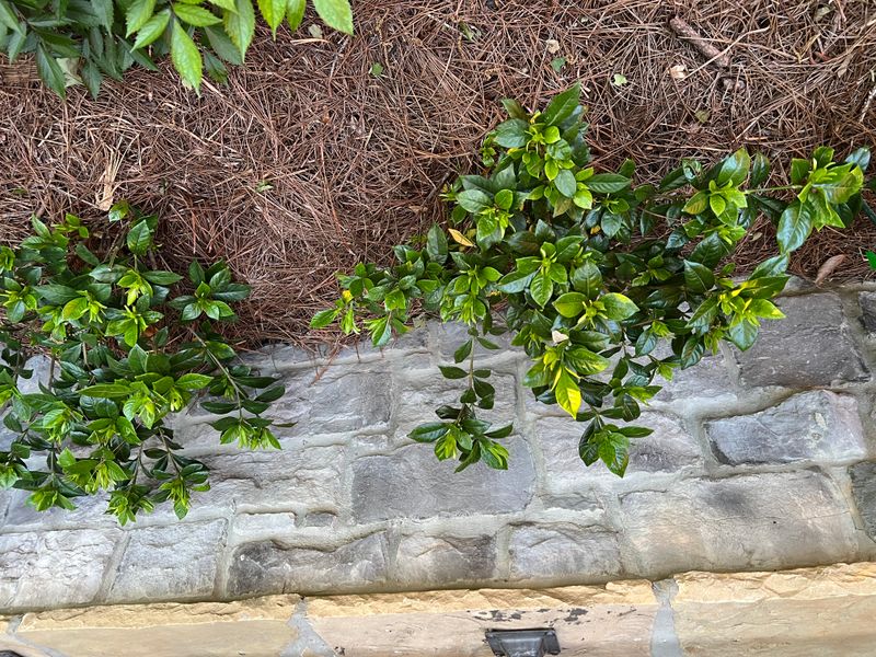 Fall flowering depends on cultivar and conditions