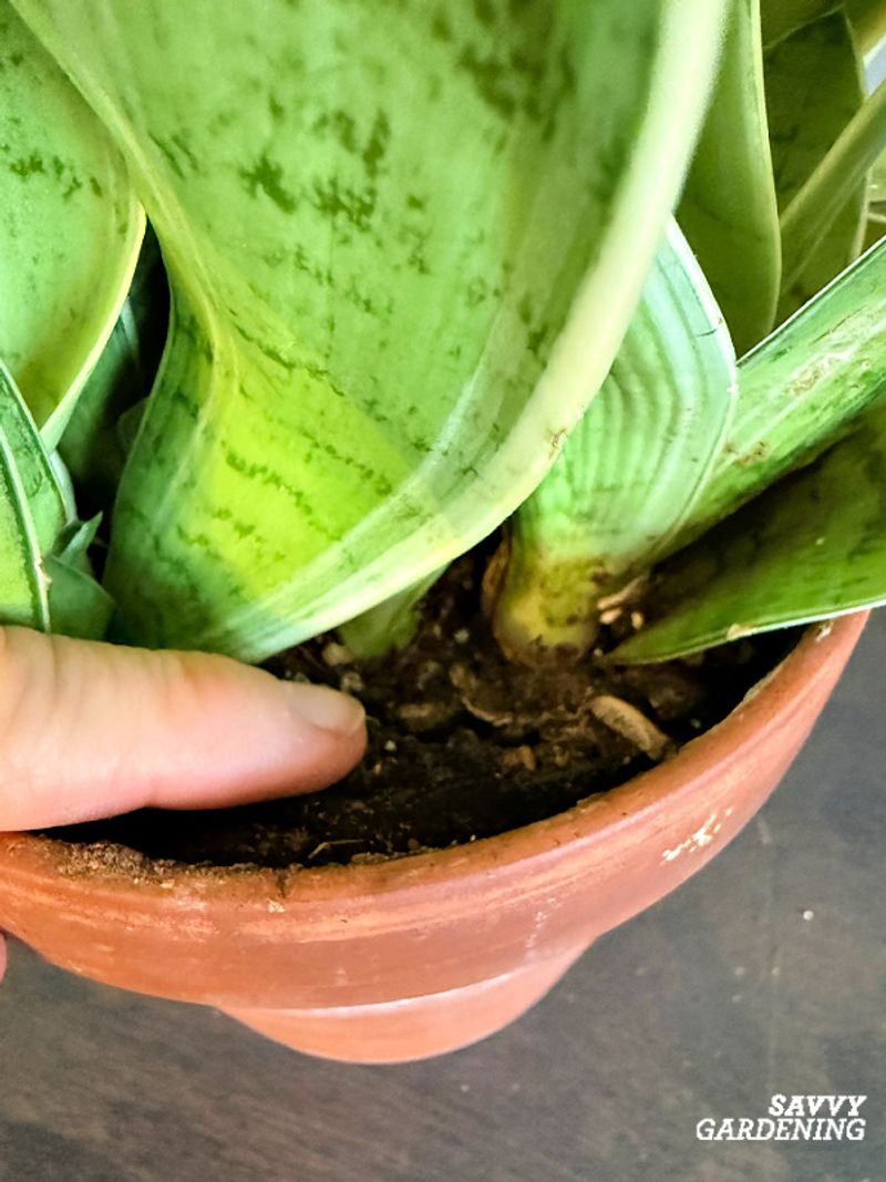 Replace the watering schedule with a thorough dry-down