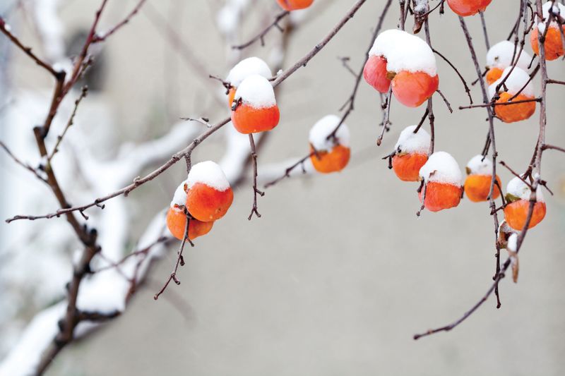 A fall crop may carry into winter