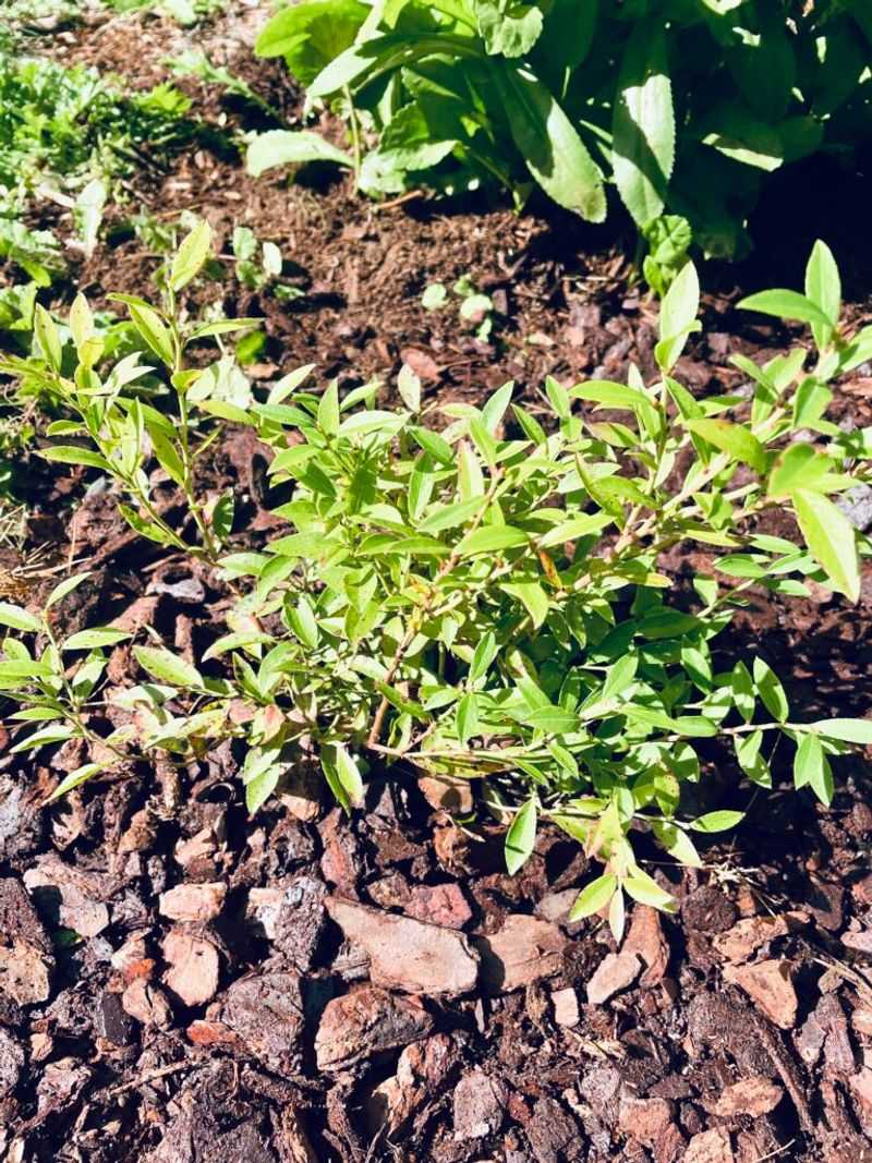 Keep the fall routine focused on what your bushes need