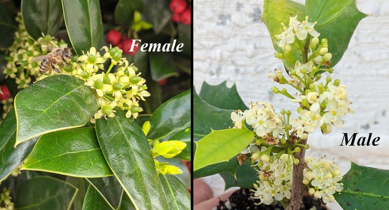 Reliable fruiting requires a compatible male plant