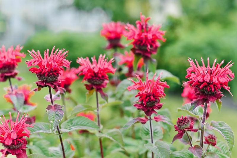 Bee Balm