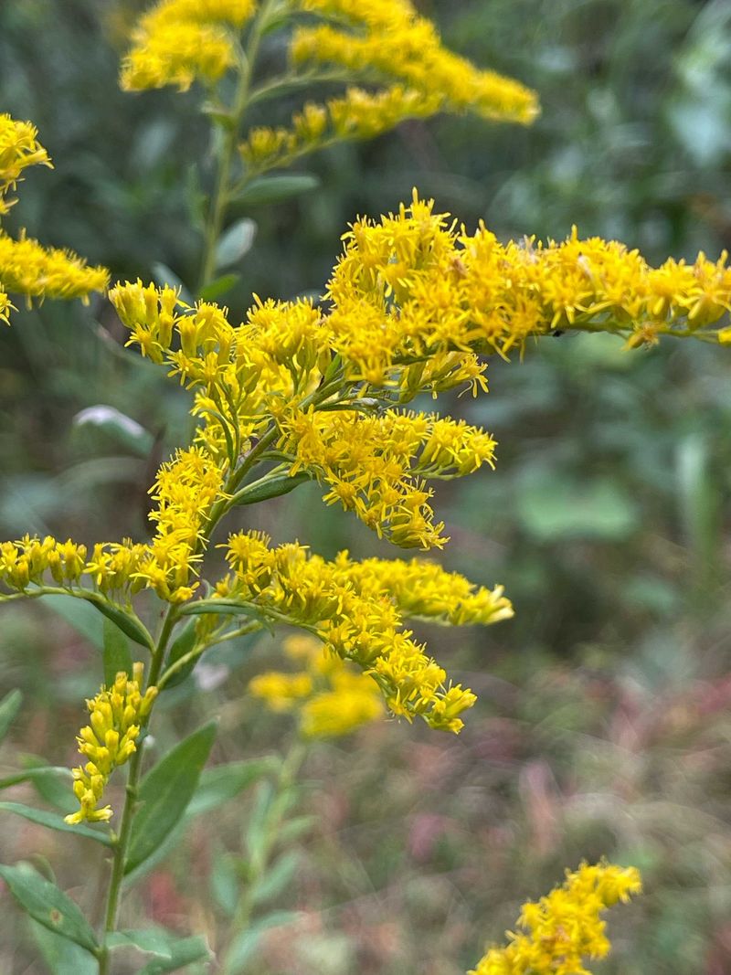 Which goldenrod is growing in your yard?