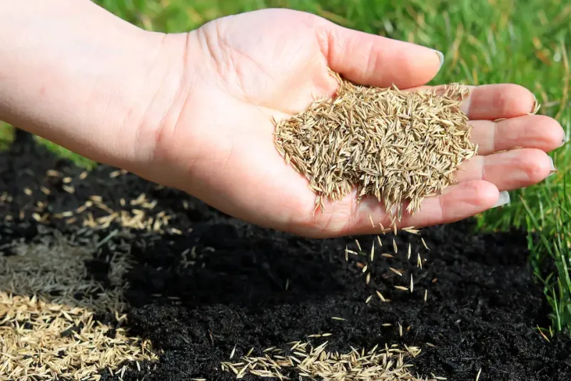 Keep tall-fescue seeding on its own calendar