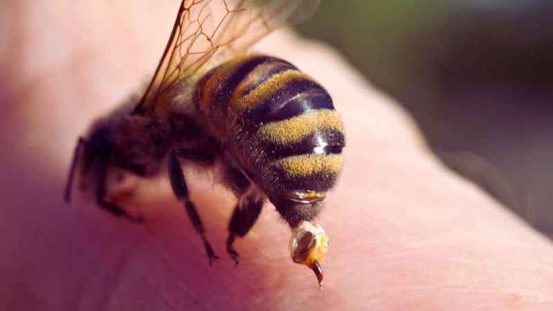 The safe takeaway for anyone curious about bee venom