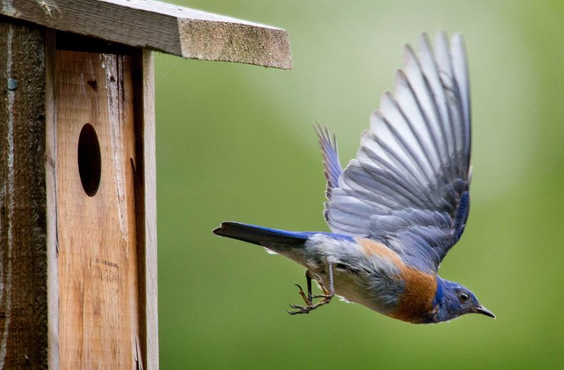 Eastern Bluebird