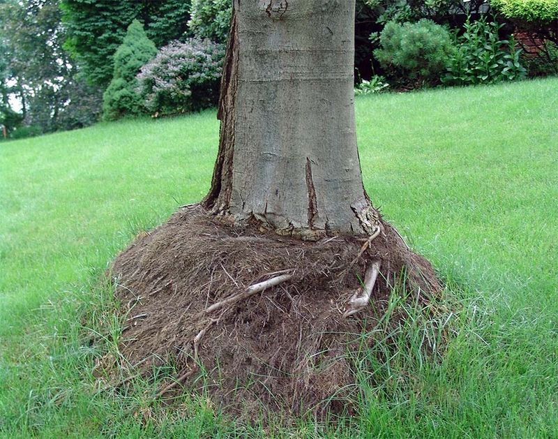 Extra soil or mulch can impair roots, crowns, and trunks