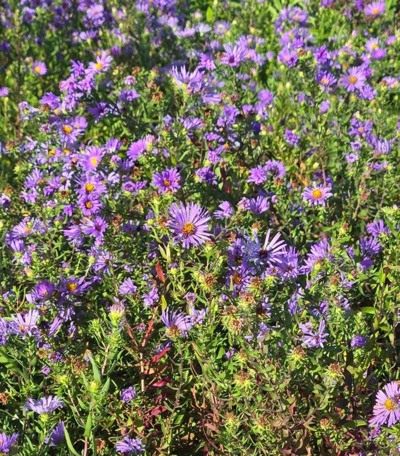 Install plants for mature coverage and steady establishment