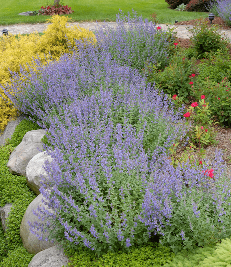 Catmint (Nepeta)