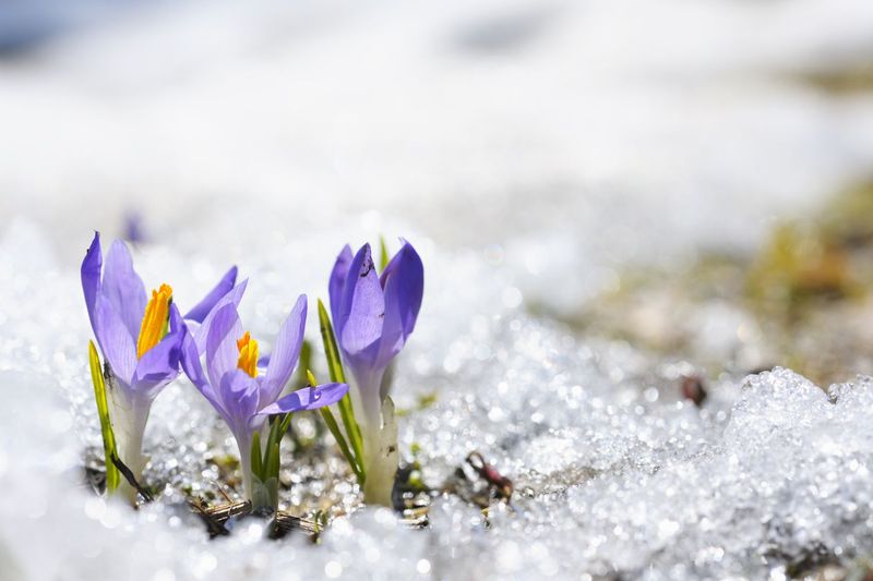 Crocus