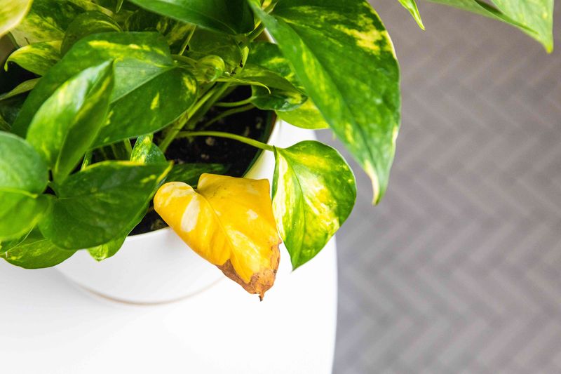 Yellow leaves do not prove your pothos needs humidity