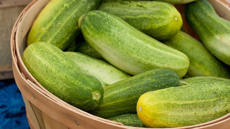 North Carolina Heirloom Cucumber
