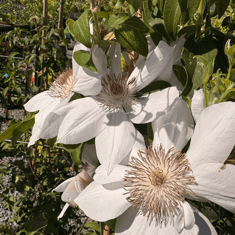 Clematis 'Henryi'