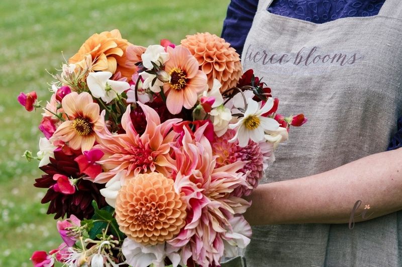 Dahlias