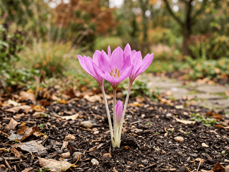 Autumn Crocus