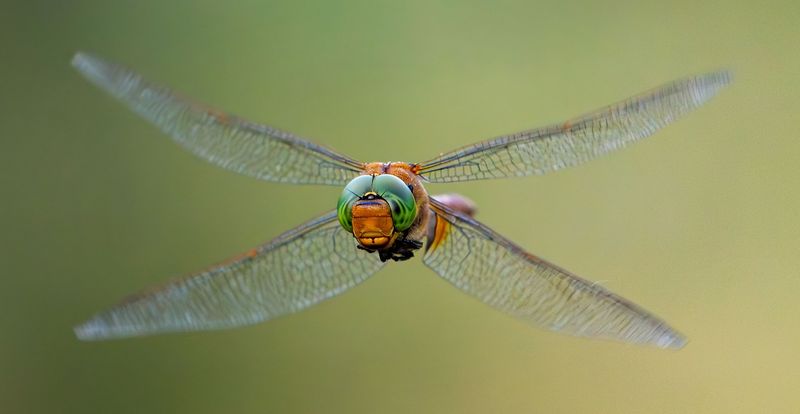 Watch the patrol as a living guidance system