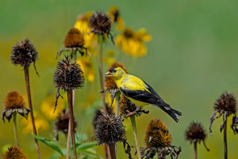 The dried heads can offer a late-season seed resource