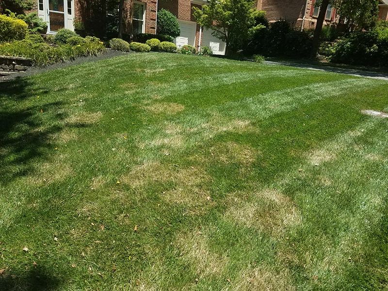 Identify and Manage Summer Turf Diseases