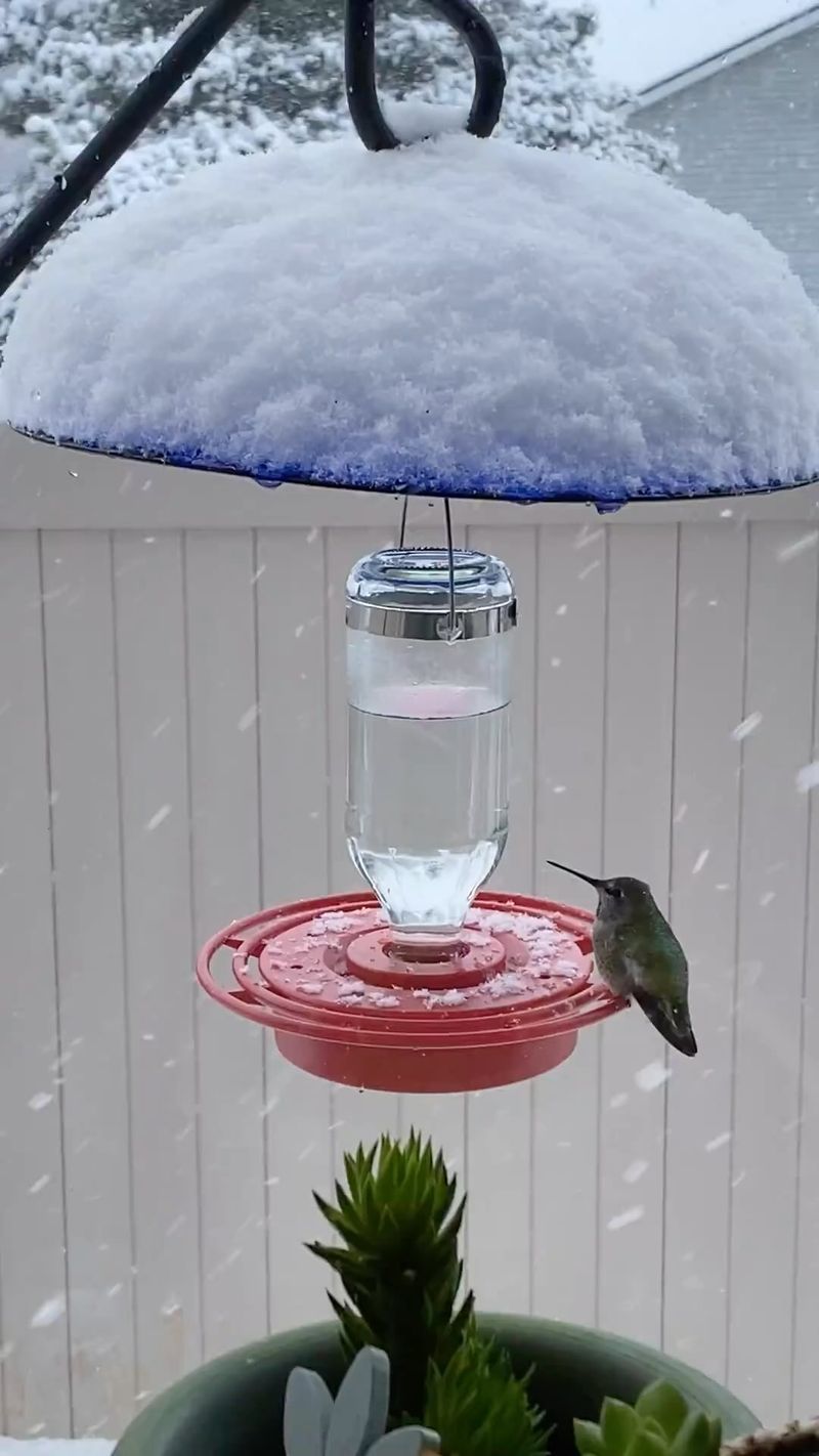 Freezing weather changes the feeder routine