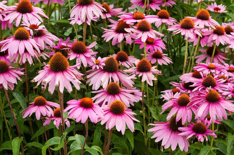 Purple Coneflower (Echinacea purpurea)