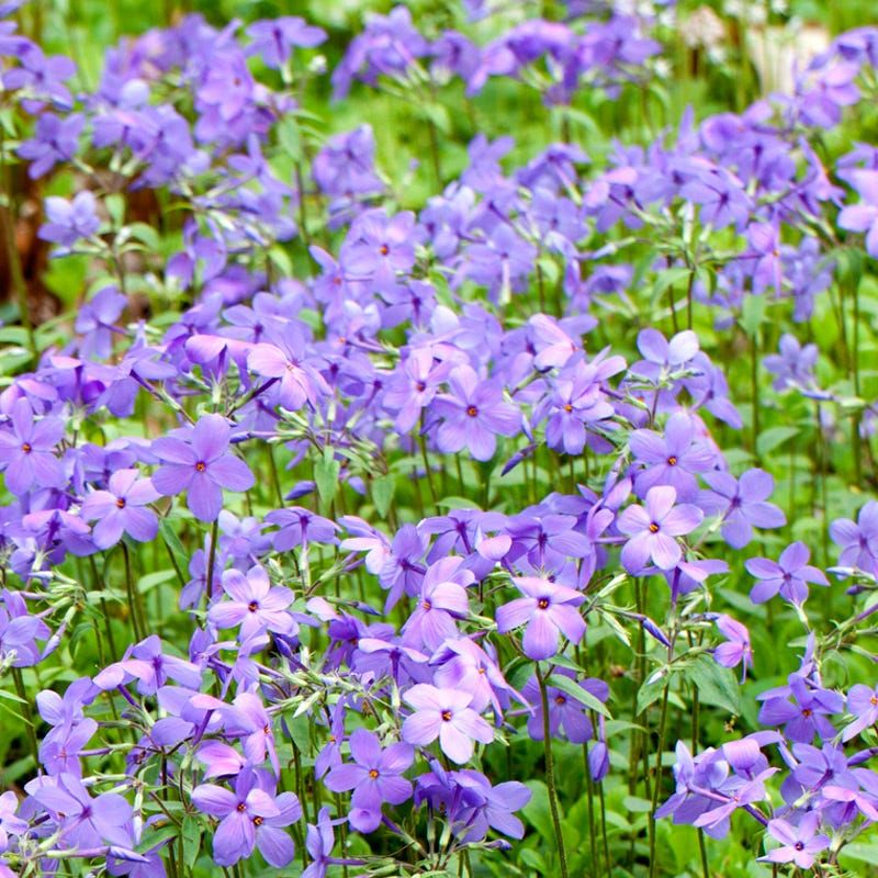 Creeping Phlox (Phlox stolonifera)