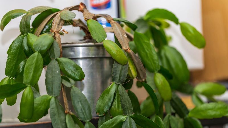 Why a wet pot can still produce a thirsty-looking plant