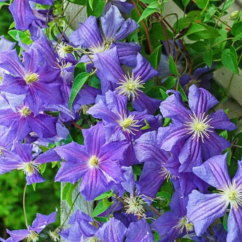Clematis 'Perle d'Azur'