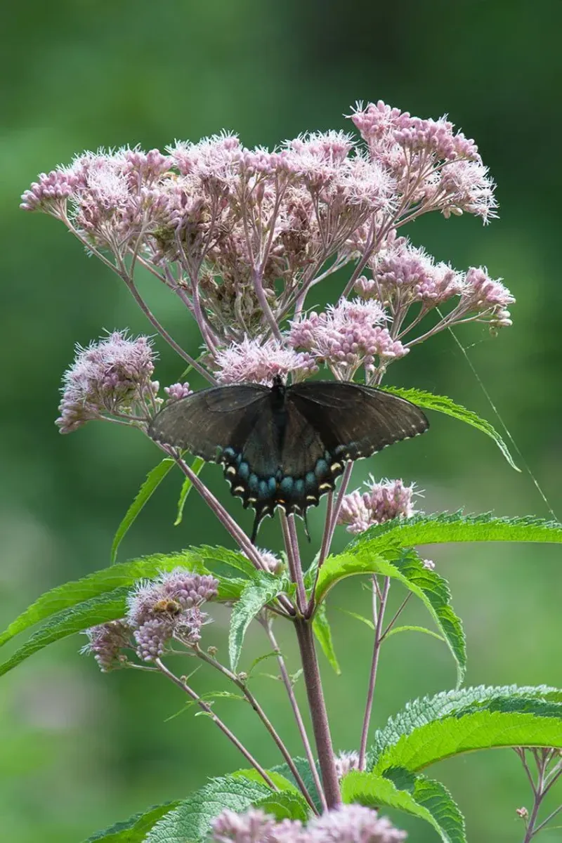 Joe-Pye Weed (Eutrochium)