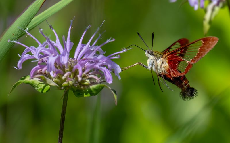 A hovering moth is not a species identification