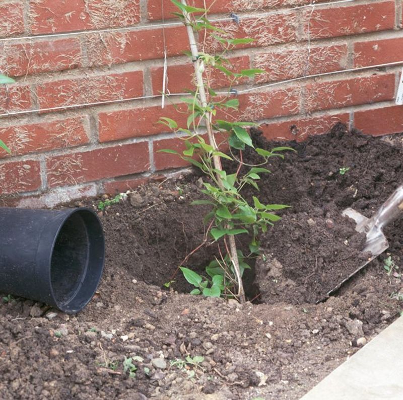 Ensure Proper Planting Depth