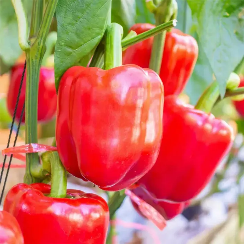 Bell Pepper: The Nutrient Powerhouse You Already Love