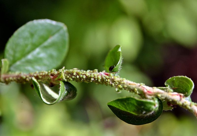 Start With Water, Pruning, and Beneficial Insects